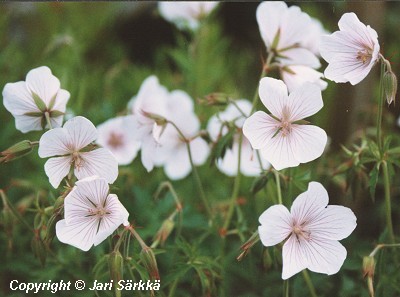  Geranium clarkei Kashmir White